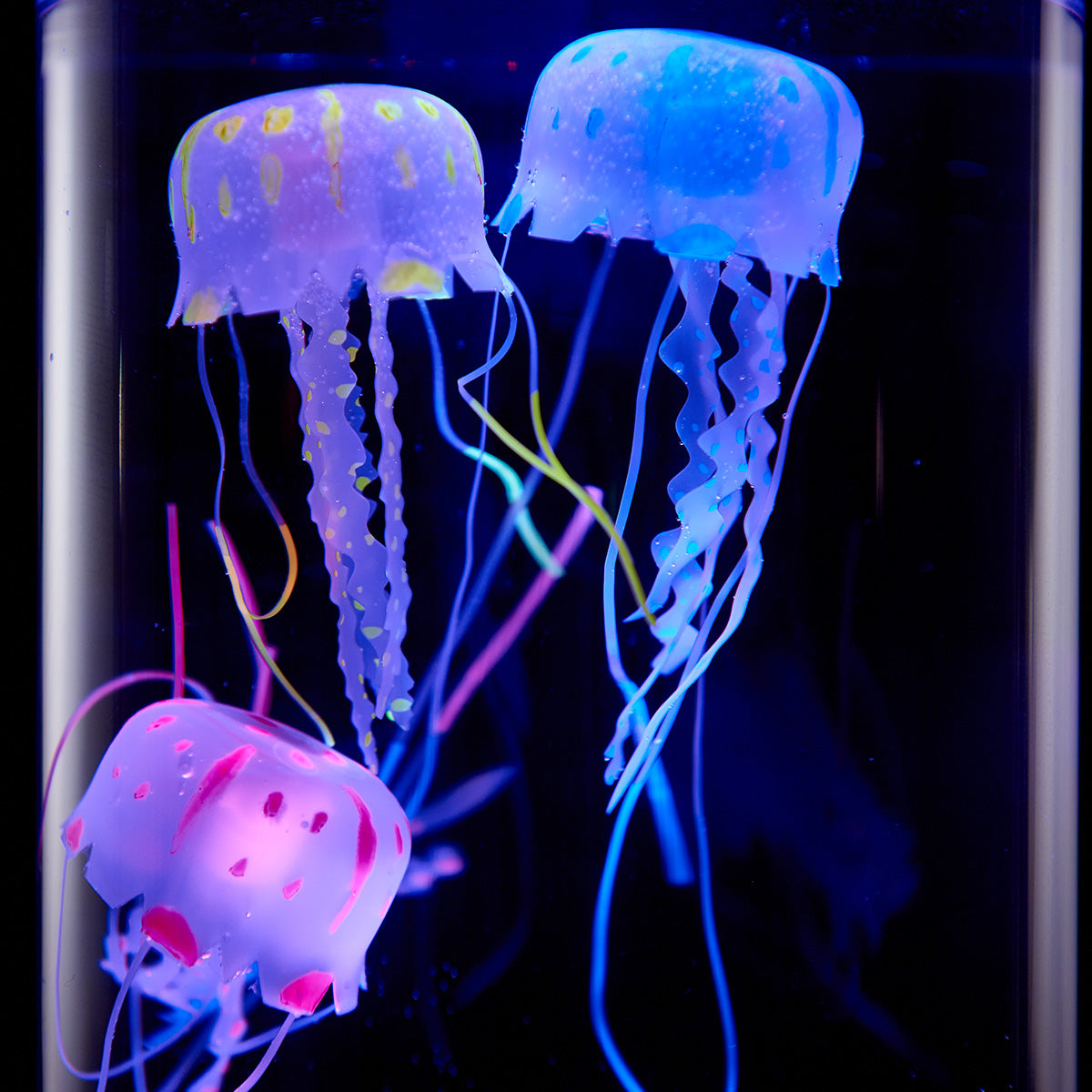 Jellyfish Aquarium