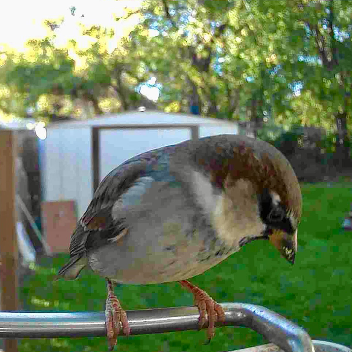 Video Camera Bird Feeder by Sharper Image
