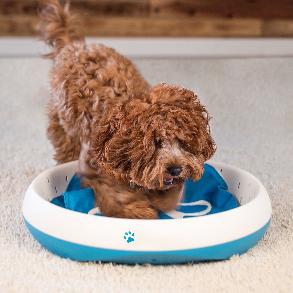 Digging Toy for Dogs