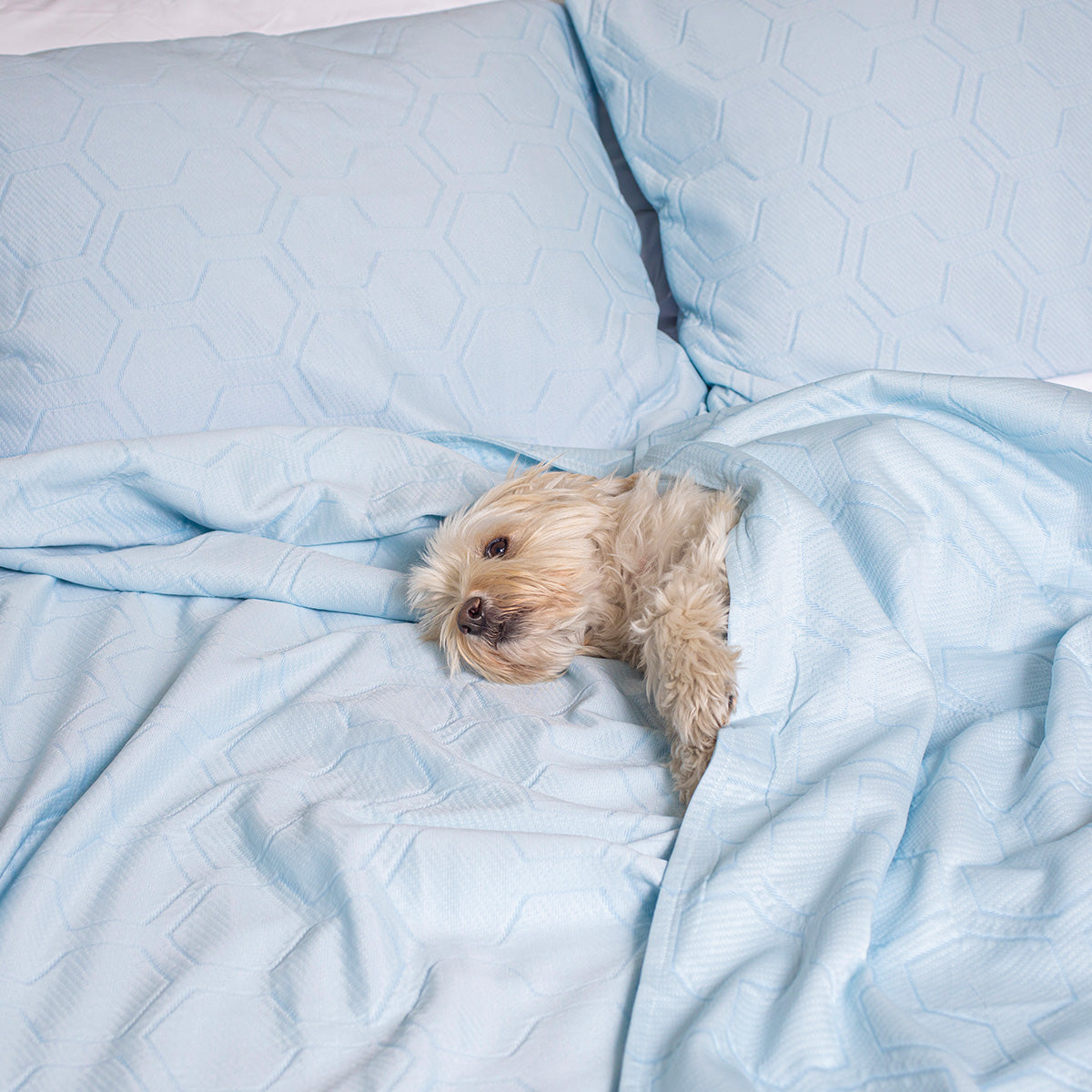 Cooling Bed Blanket and Pillow Case Set