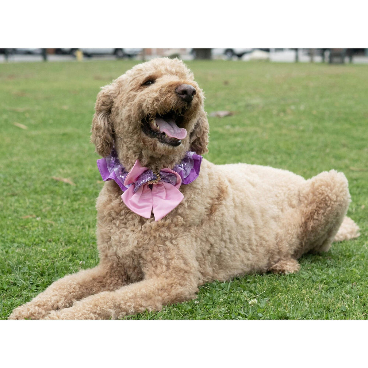 Disney Rapunzel Pet Princess Ruffle Collar