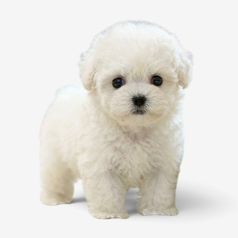 Pawvia Interactive Robot Puppy with Touch Response & Sounds