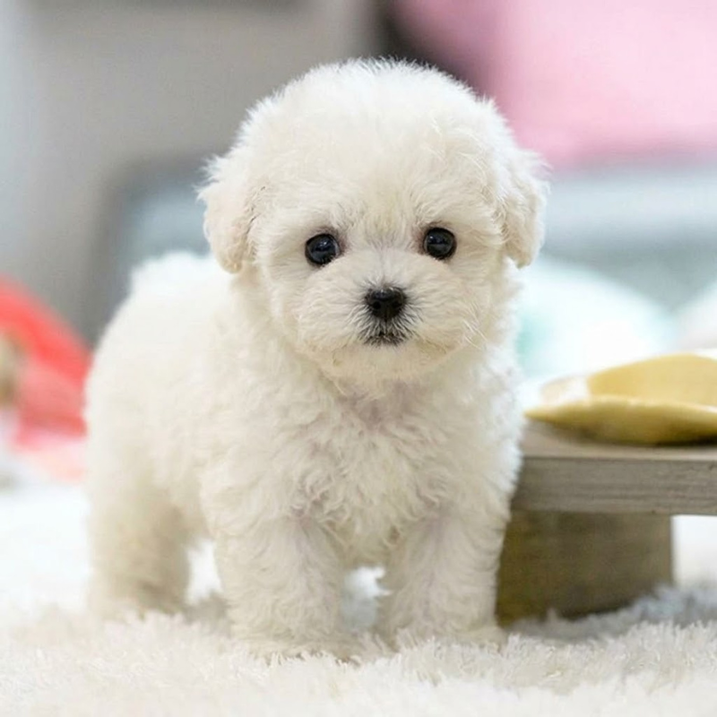 Pawvia Interactive Robot Puppy with Touch Response & Sounds
