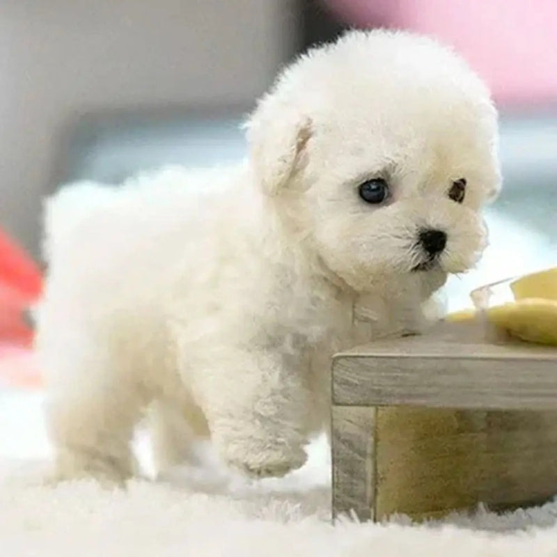 Pawvia Interactive Robot Puppy with Touch Response & Sounds