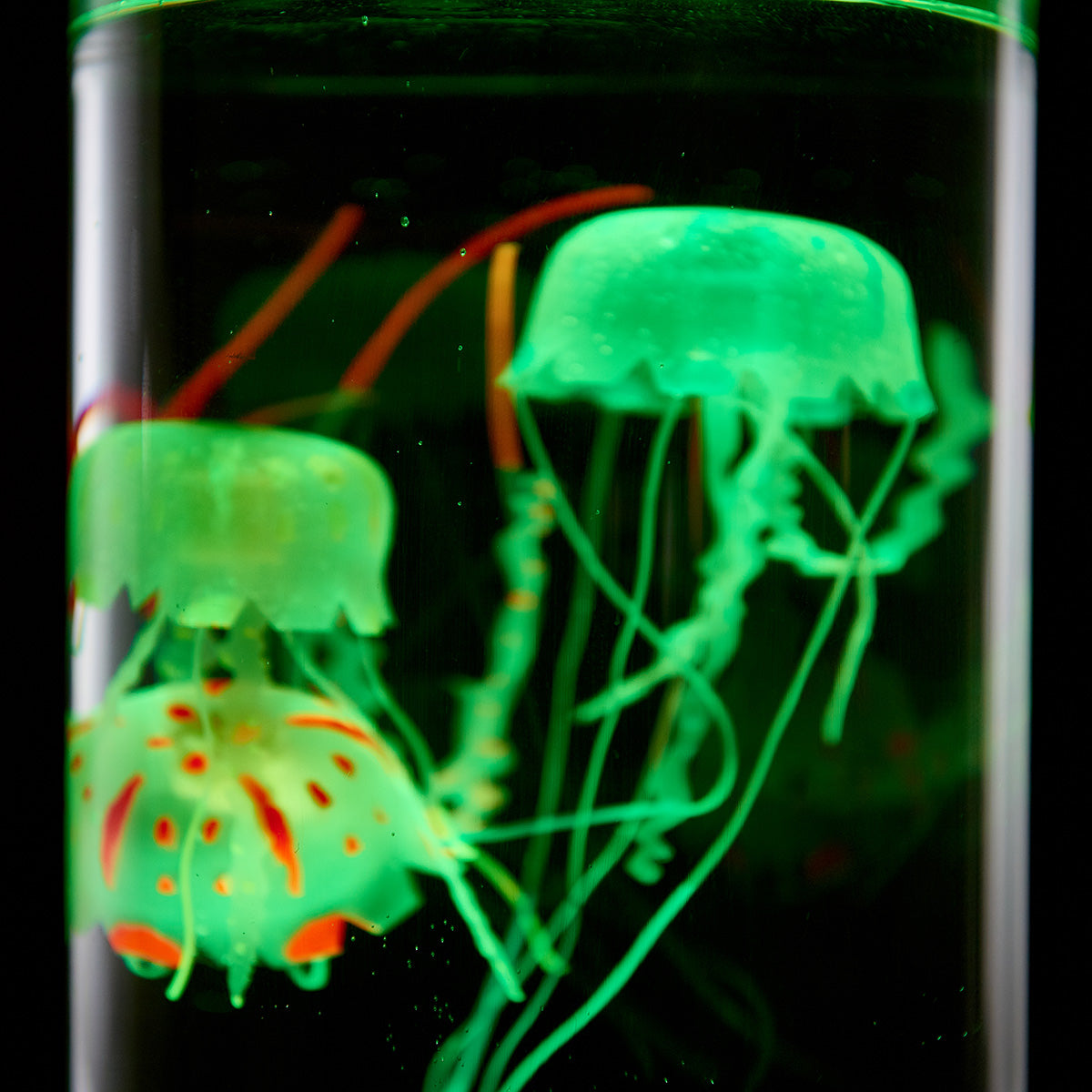 Jellyfish Aquarium