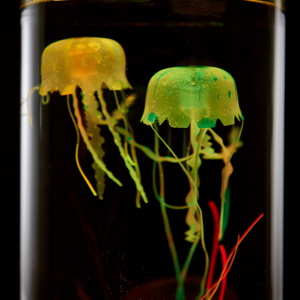 Jellyfish Aquarium