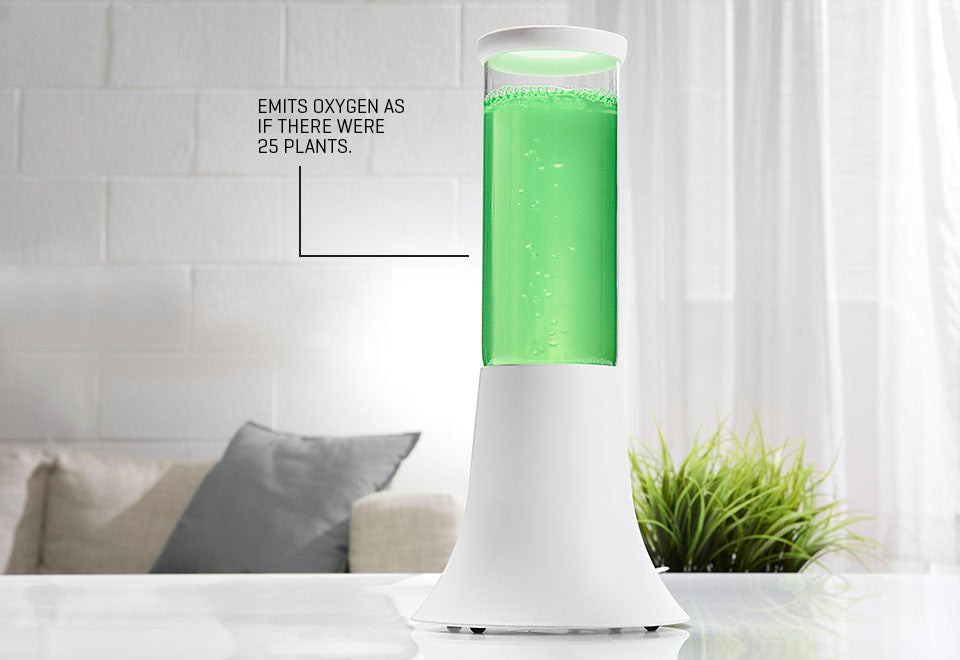 Natural Algae Air Purifier