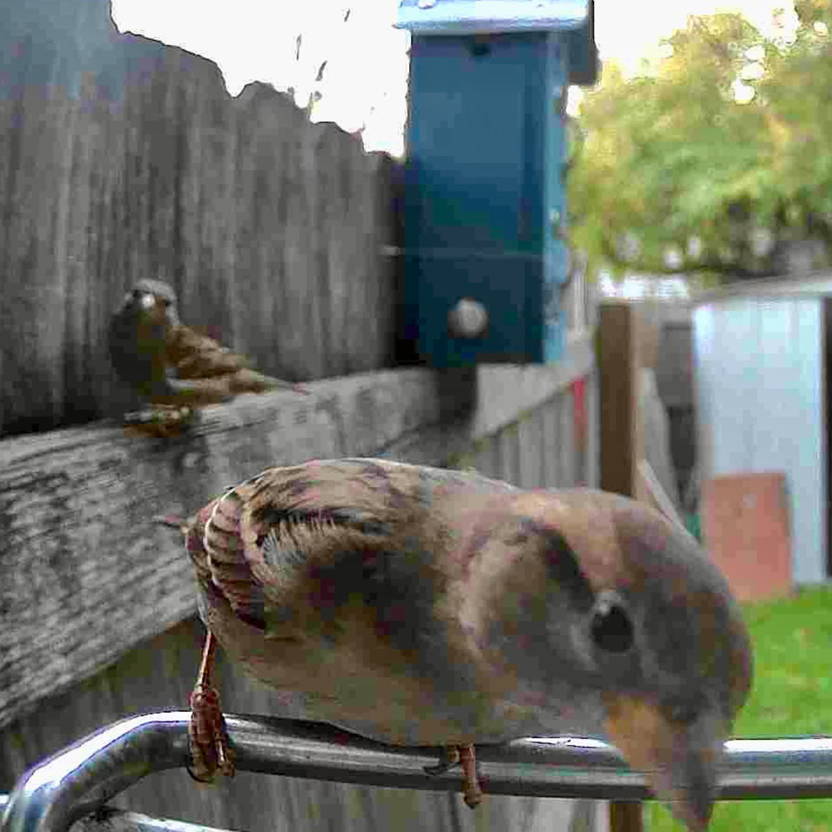 Video Camera Bird Feeder by Sharper Image