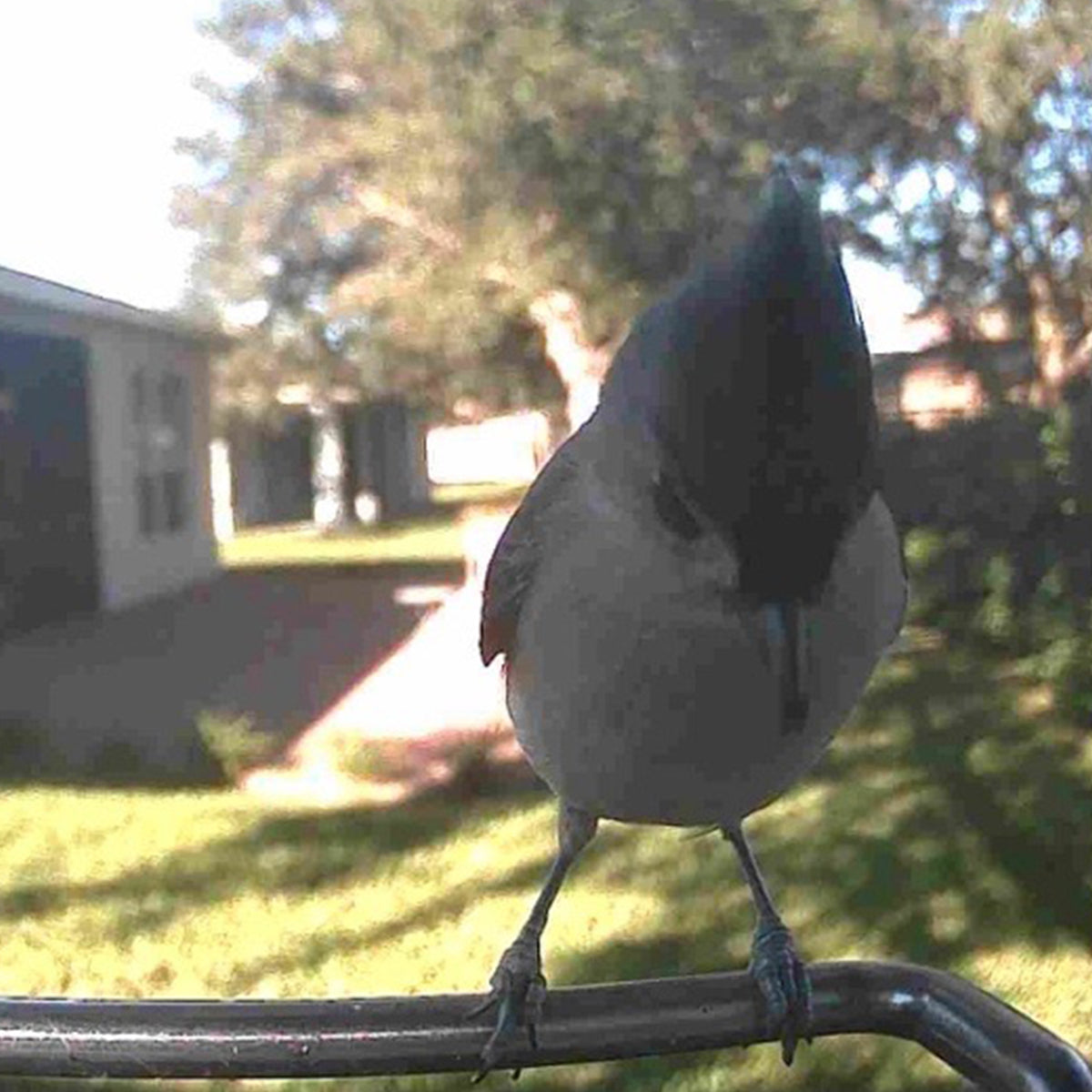 Video Camera Bird Feeder by Sharper Image