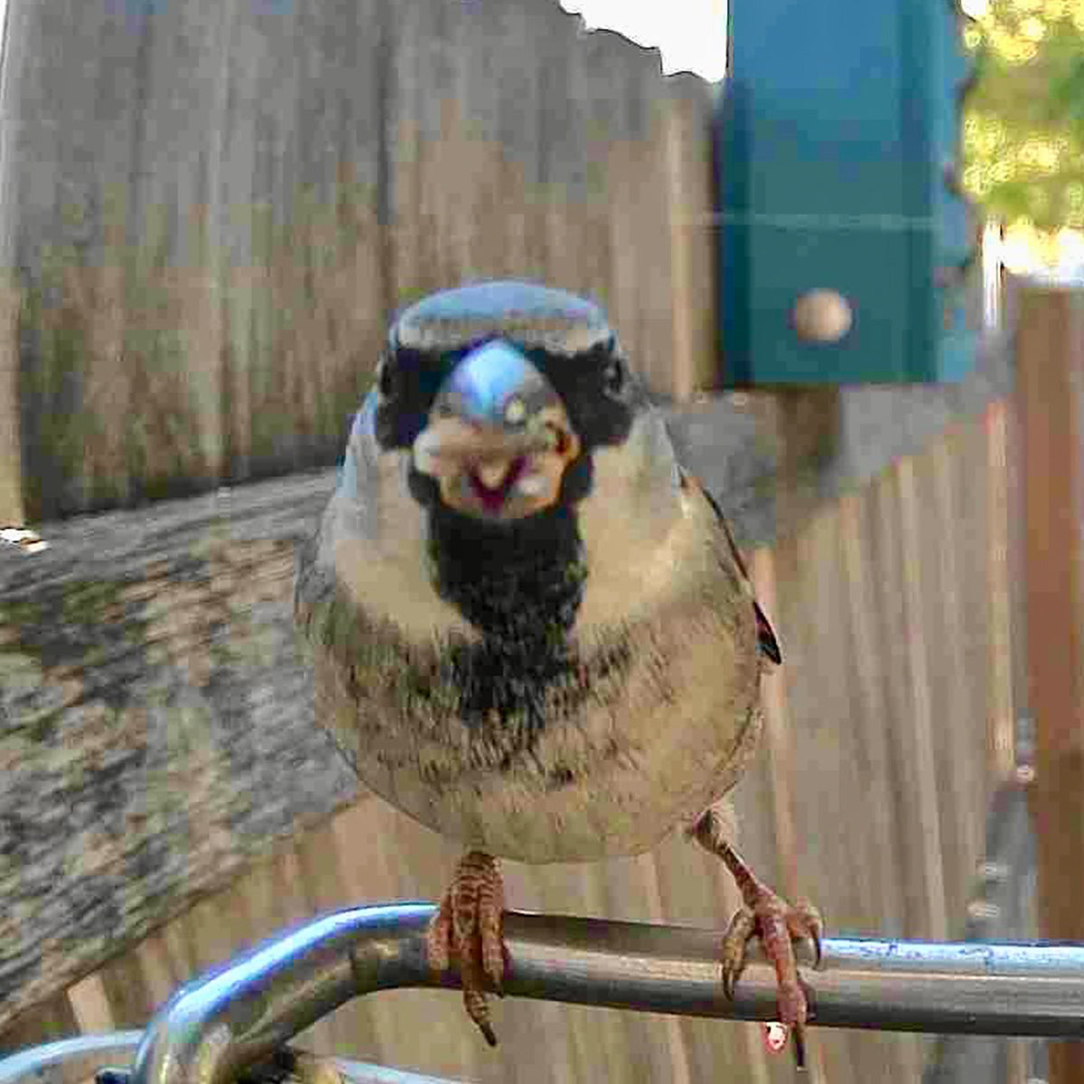 Video Camera Bird Feeder by Sharper Image