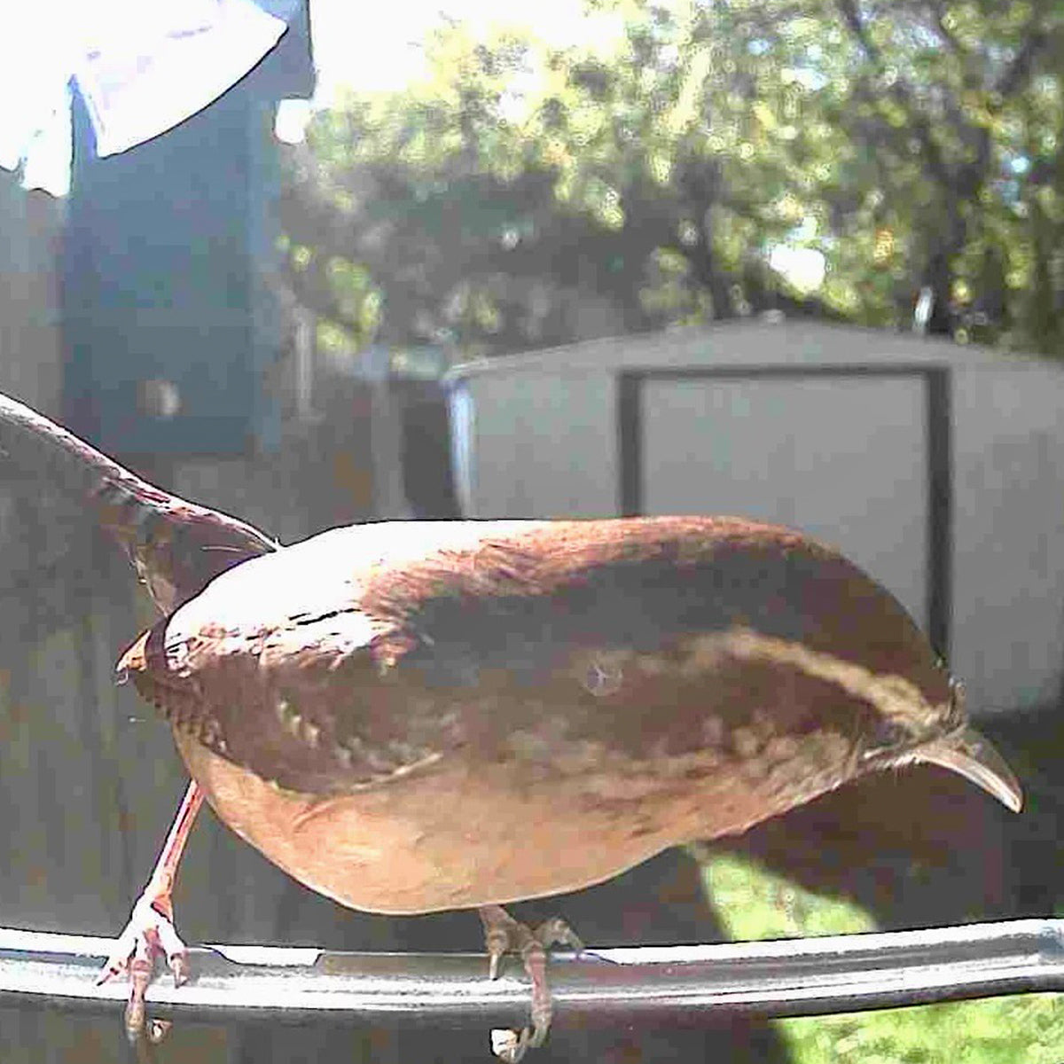 Video Camera Bird Feeder by Sharper Image