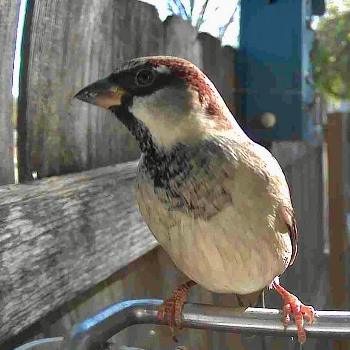 Video Camera Bird Feeder by Sharper Image