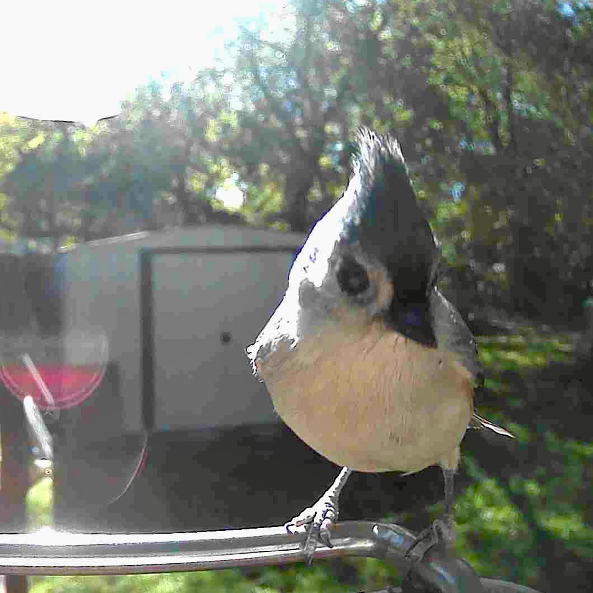 Video Camera Bird Feeder by Sharper Image