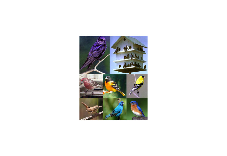 Electronic Bird Caller