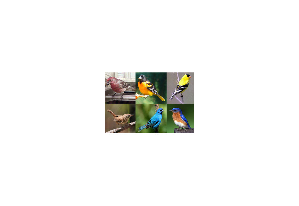 Electronic Bird Caller