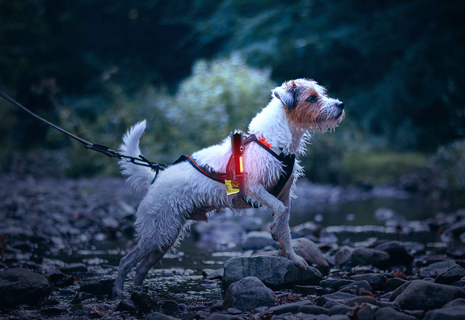 LED Tactical Flashlight and Pet Waste Bag Dispenser