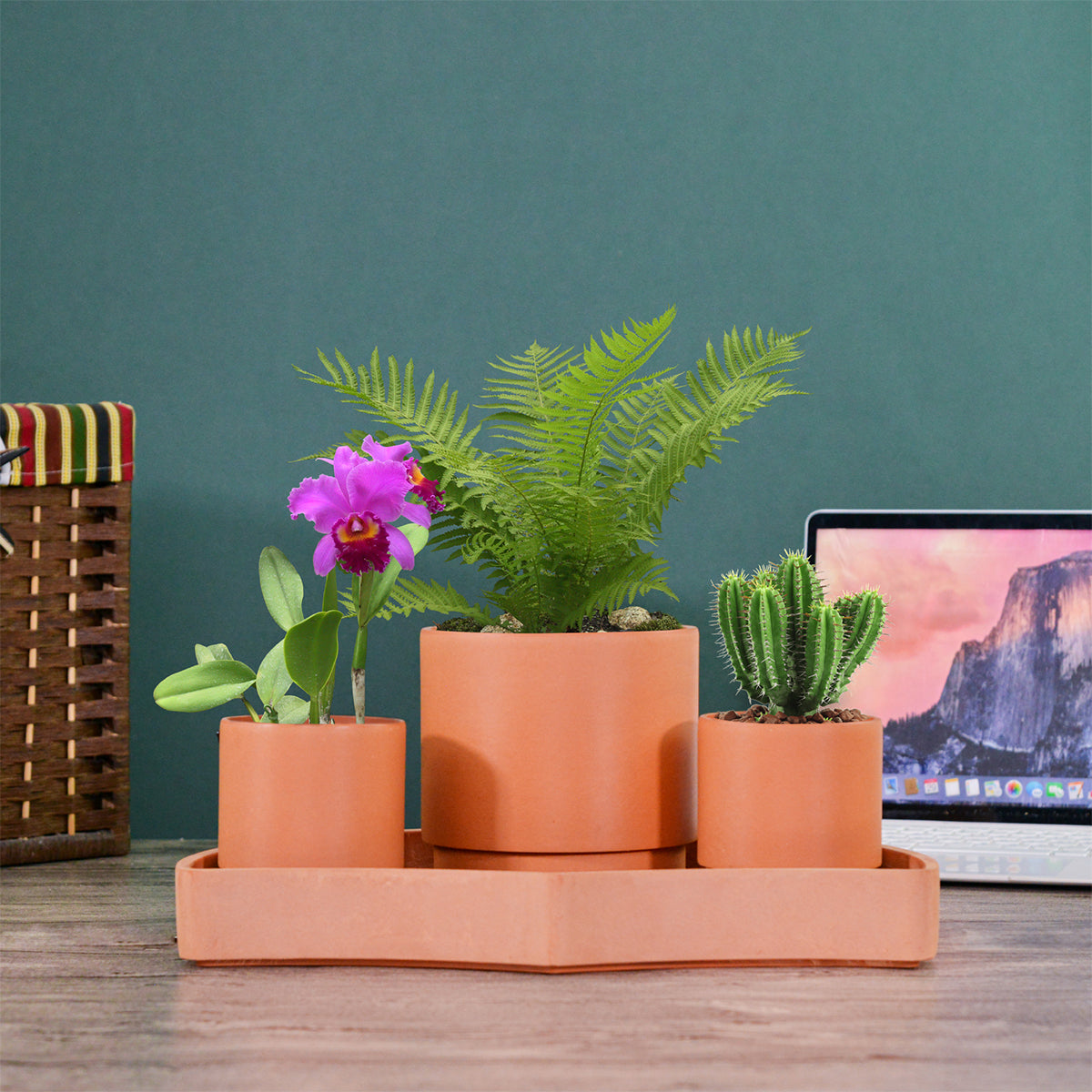 Tabletop Self-Watering Pot System for Indoor Plants (Set of 3)