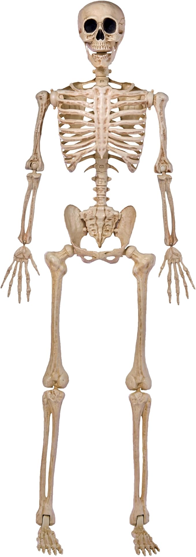 JOYIN 5 FT Posable Skeleton - Life Size Halloween Decoration