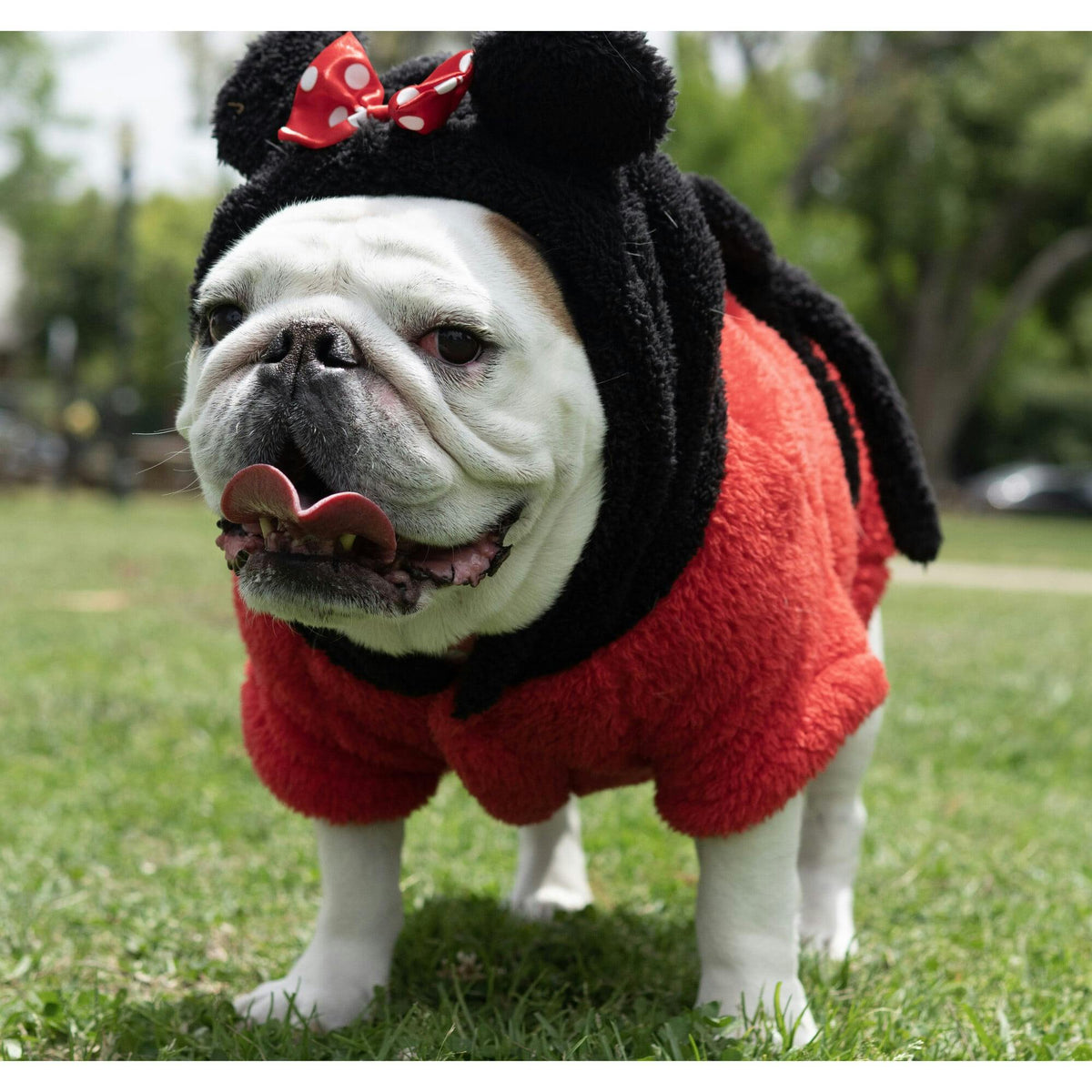 Disney Minnie Mouse Pet Spa Robe