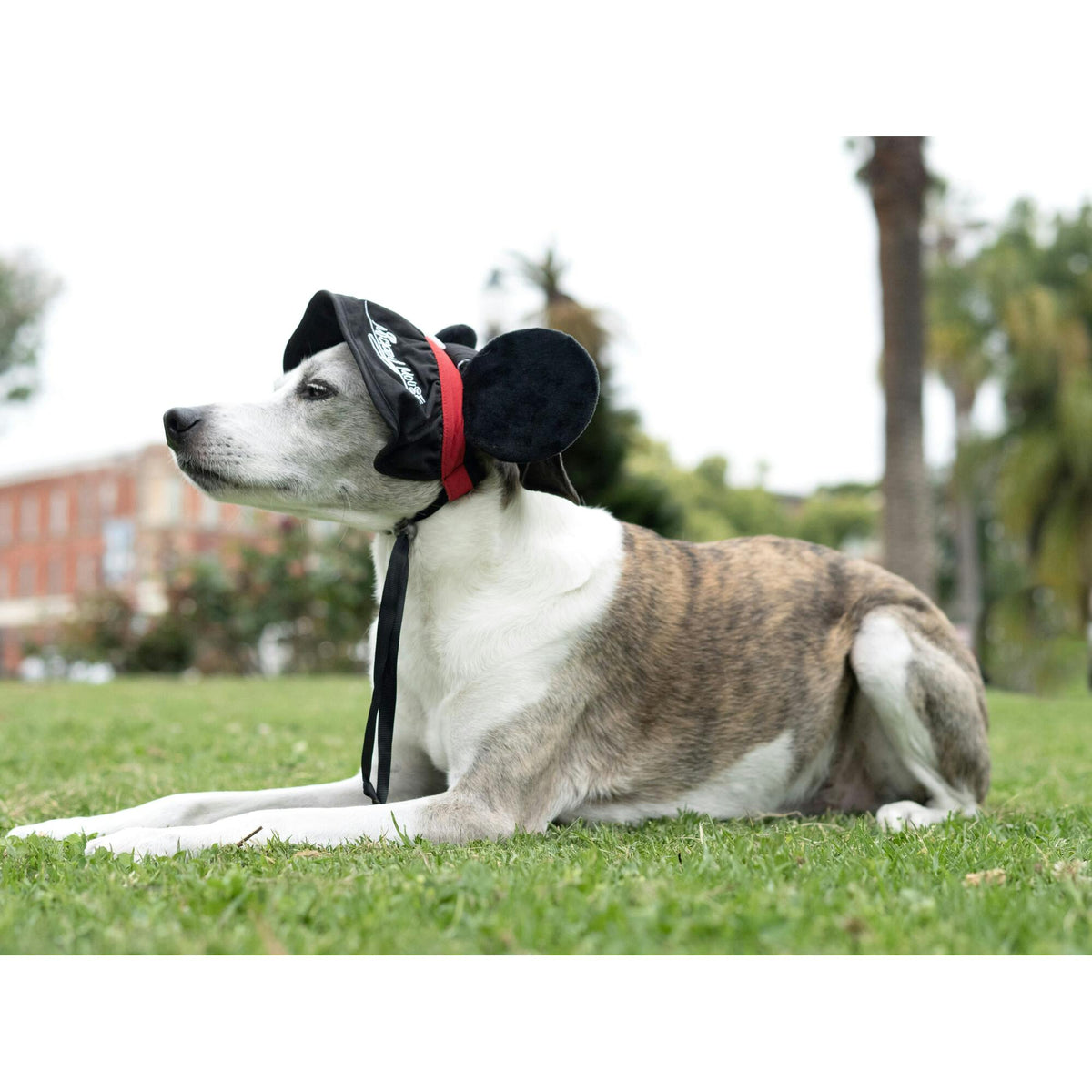 Disney Mickey Mouse Ears Pet UV Hat