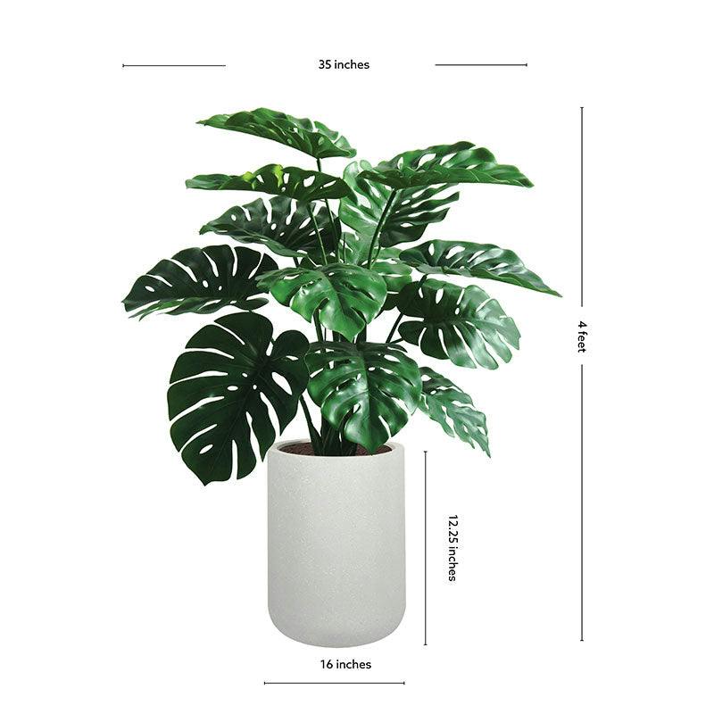 4' Monstera Plant in Modern White Planter