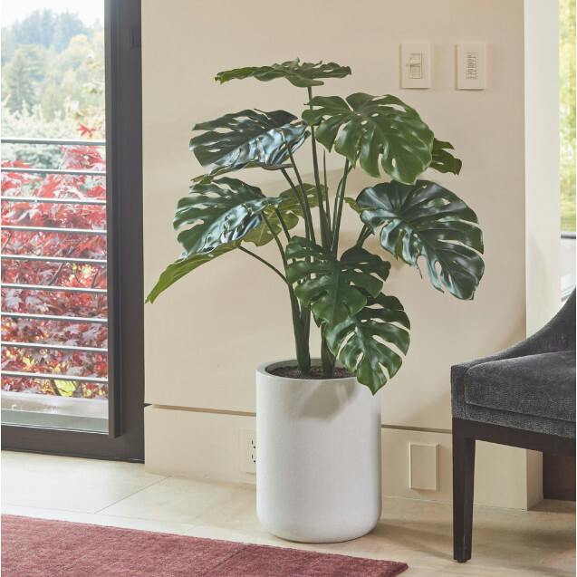 4' Monstera Plant in Modern White Planter