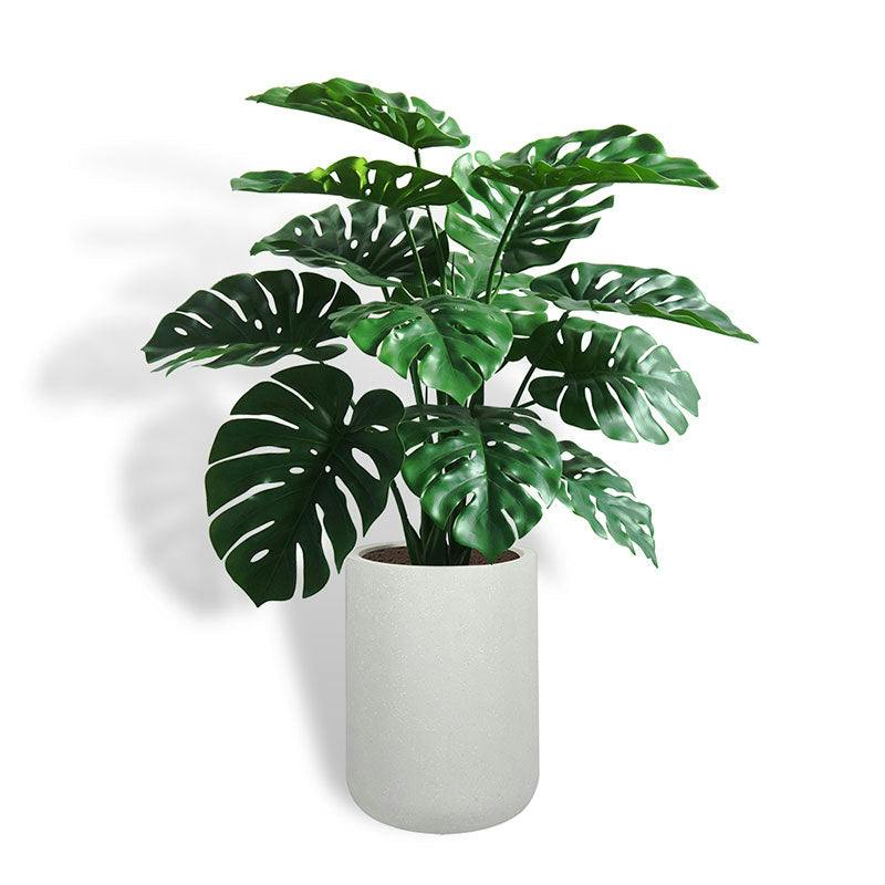 4' Monstera Plant in Modern White Planter