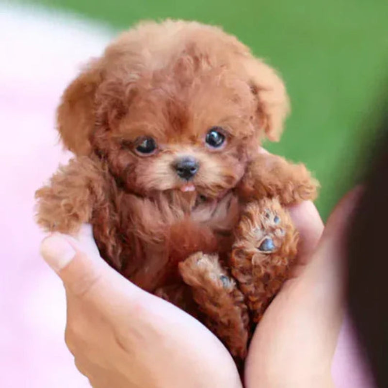 Pawvia Interactive Robot Puppy with Touch Response & Sounds