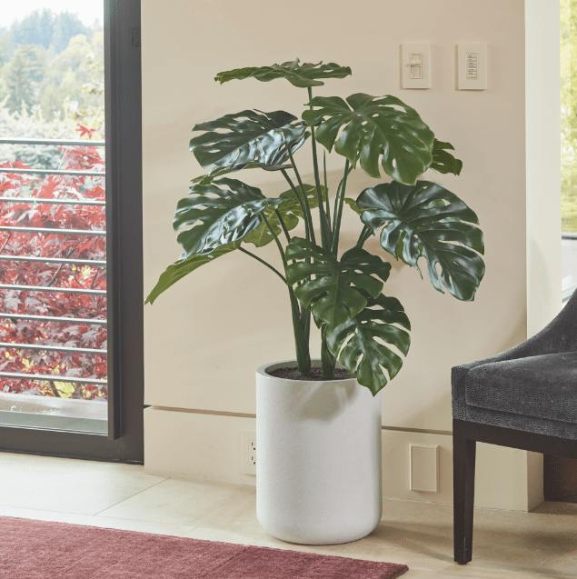 4' Monstera Plant in Modern White Planter